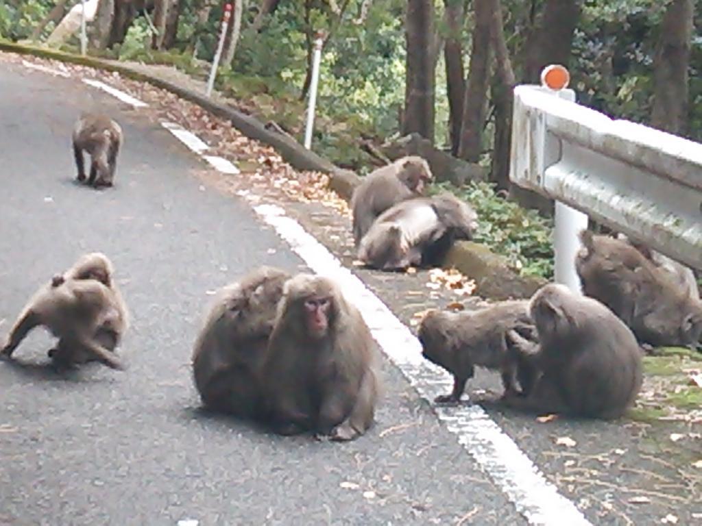 Daichan House Yakushima  Zewnętrze zdjęcie